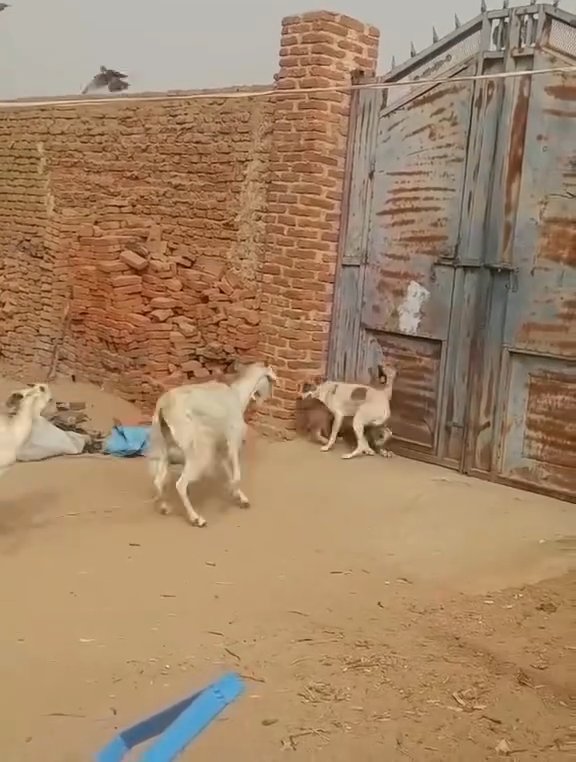 Quand le mouton impose sa loi
